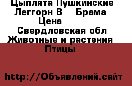 Цыплята Пушкинские, Леггорн В33, Брама › Цена ­ 180 - Свердловская обл. Животные и растения » Птицы   